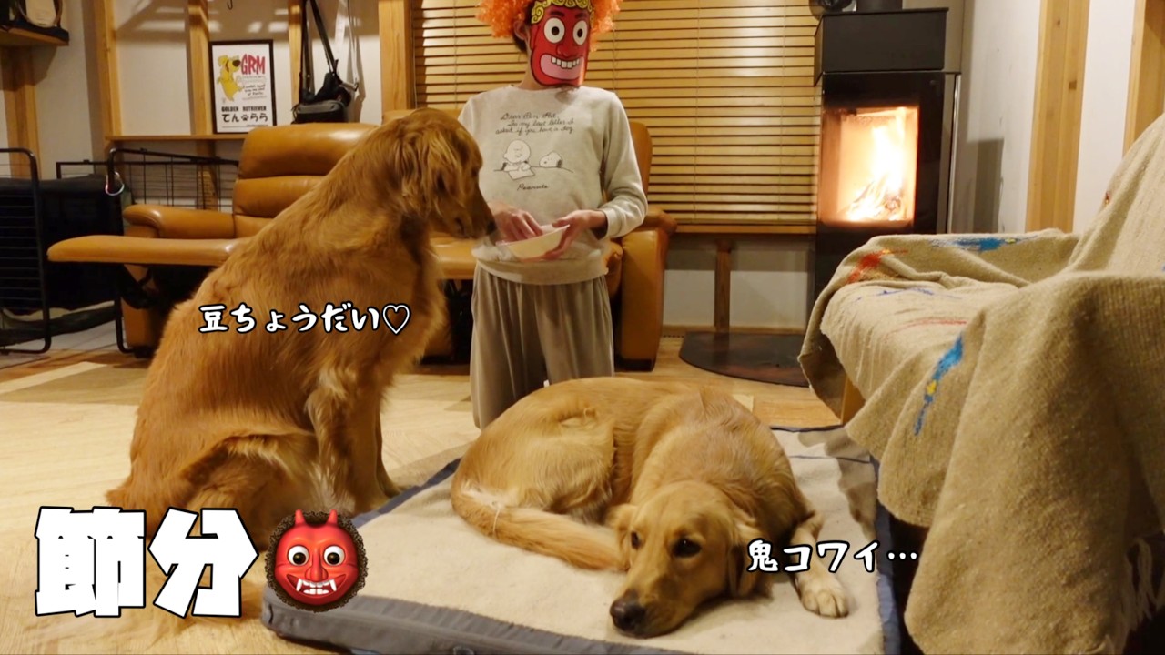 【ゴールデンレトリバーと節分👹】鬼に豆をもらう姉ゴル＆鬼が怖い妹ゴル