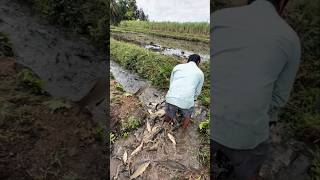Download lagu Long dry season brings plenty of fish #dryseason #wildfish #explorer #adventure #fishing mp3