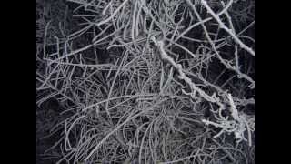 Cantique Noel (Oh Holy Night)