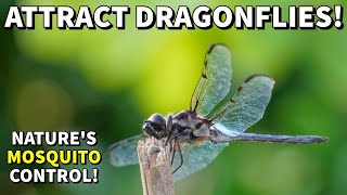How To Attract DRAGONFLIES For A MOSQUITO FREE Yard And Garden!