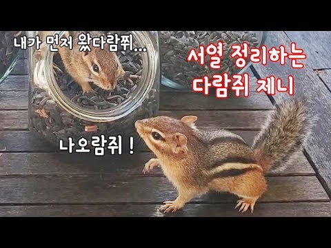 [ENG] 서열 정리하는 다람쥐 제니 Chipmunk Jenny In Charge Of The Other Chipmunks Video