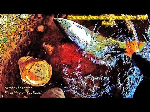 Moments from the Mörrum River 2013 Part 1 - fly fishing for big salmon and sea trout.