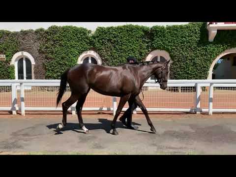 Breeze-Up Osarus 2020 - LOT 45