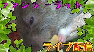 アグちゃんの様子を見ながら雑談ライブ配信　30分くらいの予定　※主の声が苦手な方はご遠慮ください