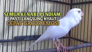 Download lagu kenari gacor panjang Cuit Cuit EMOSI, Pancingan Kenari Paud Belajar Bunyi, terapi AMPUH Kenari MACET mp3