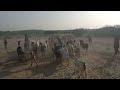 Goats Mating With Dogs In Tharparkar I Foryou Goatsmating Dogshorts