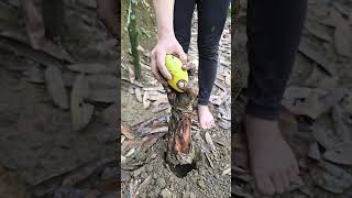 Oh no! "What happened to the mango?  🍋 #survival #bushcraft #camping