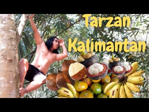 tarzan-kalimantan-makan-buah-didalam-hutan-borneo
