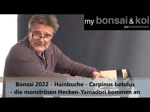 Bonsai 2022-14 - Hornbeam - Carpinus betulus - the monstrous hedge yamadori are arriving