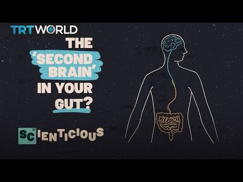 The body’s second brain, explained | Scienticious - Episode 1