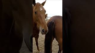 Download lagu Horse mating behind the scene video 52 mp3
