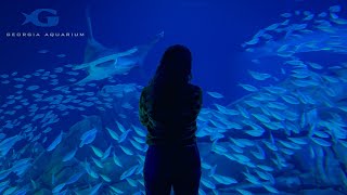 Georgia Aquarium | Atlanta Vlog