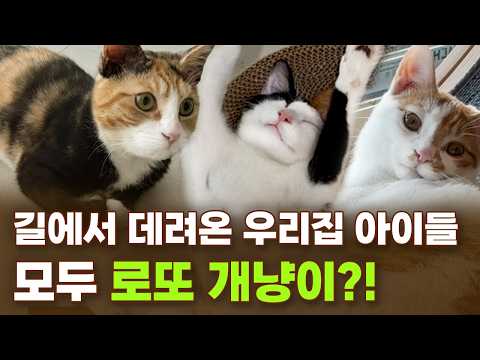 길에서 데려왔지만 로또 개냥이?!!