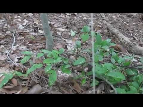 How To Make A Branch-Driven, Gnomish Saw