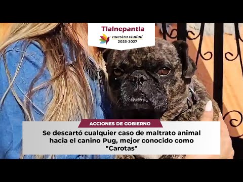 Se descartó cualquier caso de maltrato animal