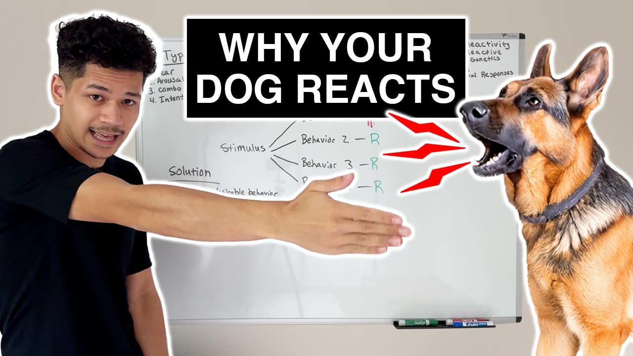 This is WHY your dog is REACTIVE (and how to fix it)