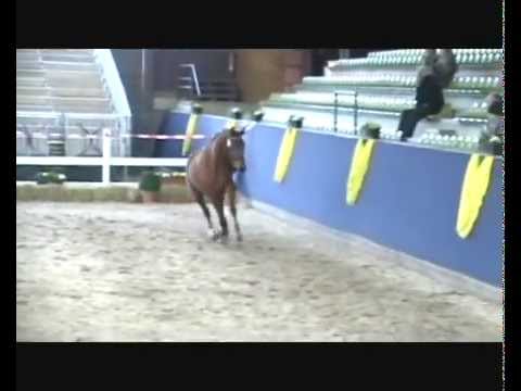 Bosley beim Freilaufwettbewerb in Marbach 13.03.2013