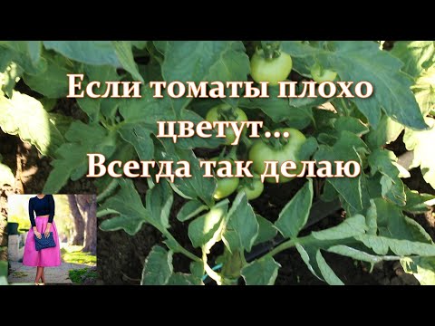 , title : 'Так мало кто делает когда томаты плохо цветут и нет завязи. Как заставить цвести помидоры для урожая'