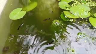 Khoảnh khắc nổi bật từ 57:39 đến 1:02:39 trong Học luật giao thông đang phát trực tiếp!