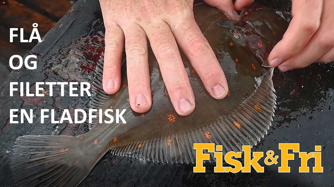 NY VIDEO: SÅDAN FLÅR OG FILETTERER DU EN FLADFISK