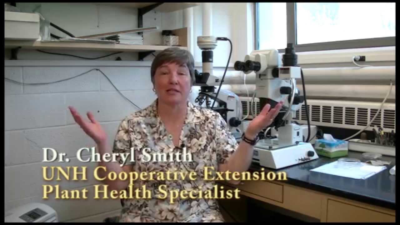 Submitting Samples to the UNH Plant Diagnostic Lab