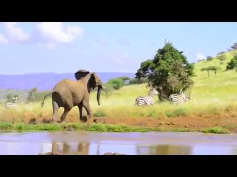 Wildlife wire