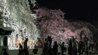 preview picture of video 'Ueda Sakura Matsuri (HD)'
