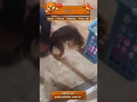 Vídeo de milu