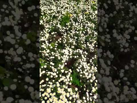 #Vivasayam! Flower garden 💐 #samanthi #flower