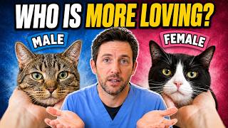 Download lagu Why You've Been Picking the Wrong Cat Gender for Years mp3
