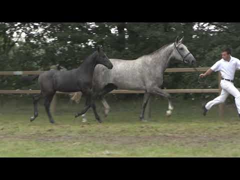 16. Cornet Obolensky X Untouchable (h)