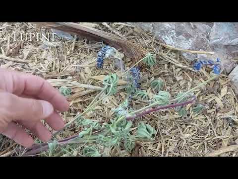 Lupine flower planting with amazing tap root.