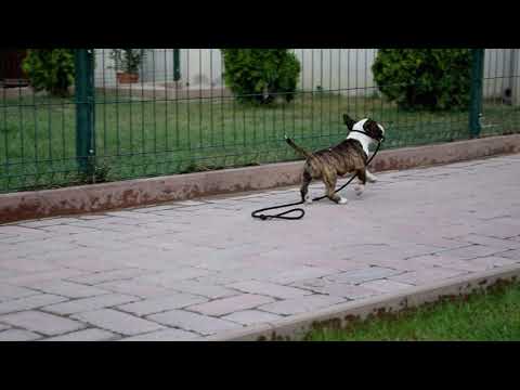 Miniature Bullterrier puppy for sale