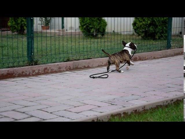 Miniature Bullterrier puppy for sale