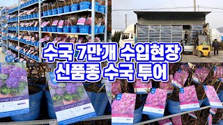 신품종 수국 투어!! 수국 7만개 수입현장을 방문하다!! 수국VS아나벨수국!!