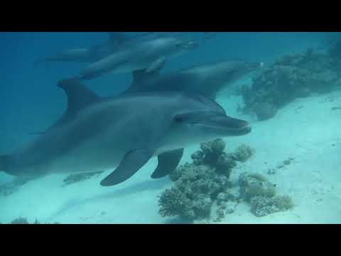 dolphin lover (Red Sea Hurgada EGYPT)