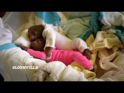 Baby sloth gets homemade onesie treatment