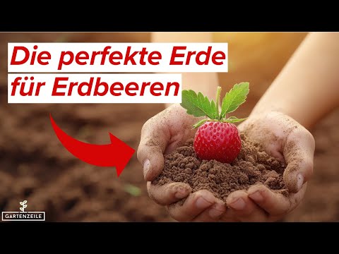 Im Boden liegt die Kraft - Die perfekte Erde für Erdbeeren! So gedeihen eure Erdbeeren prächtig!