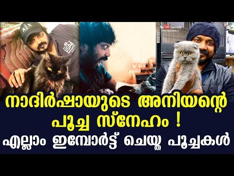 Cat love of Nadirsha's brother | All are imported cats