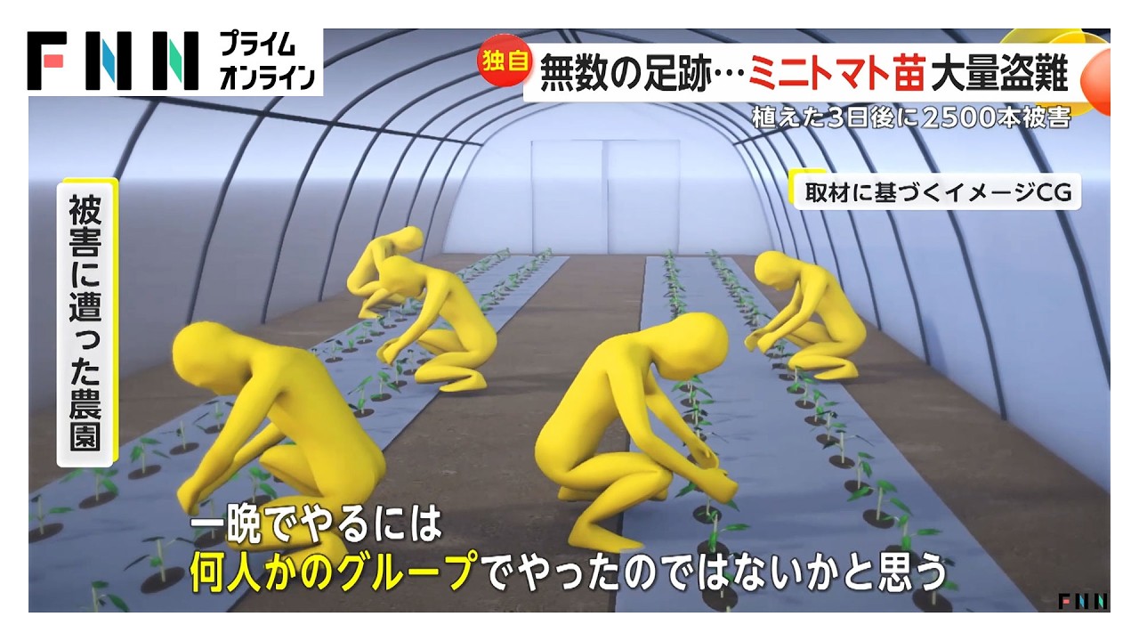 「窃盗団にやられた！」ミニトマト苗2500本約112万円が盗まれる 植えた3日後に抜かれプロ集団の犯行か 茨城（2026年03月26日）