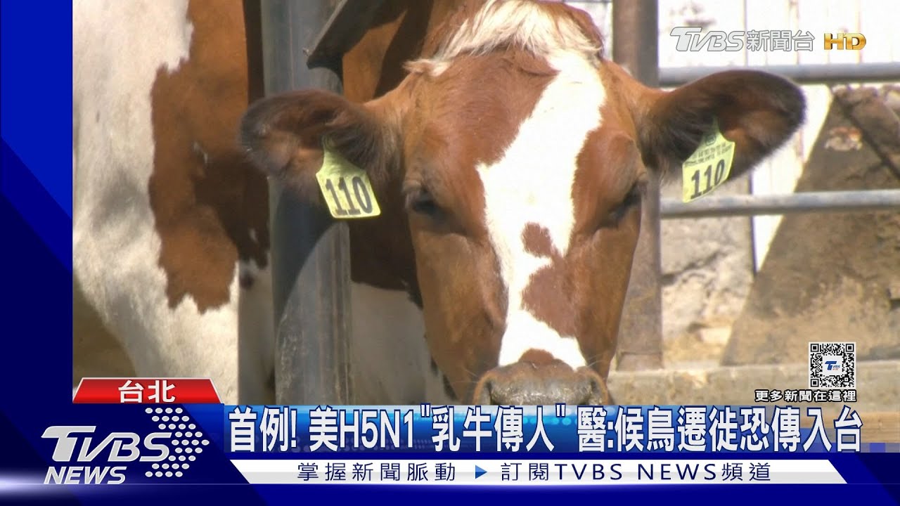 首例!美H5N1「乳牛傳人」 醫:候鳥遷徙恐傳入台