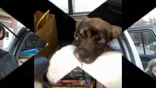 Wags to Whiskers [No Kill Louisville 1st Anniversary!]