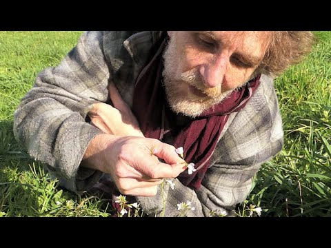 Dégustez la cardamine. Astuce du dehors n°25