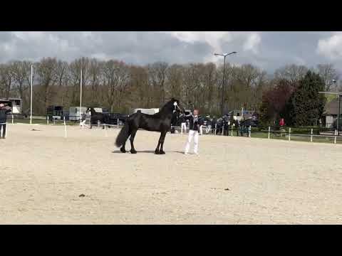 Stal Okkema's Tjibbe v. Aan 4 yeas old stallion