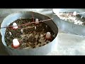KADAI VALARPU