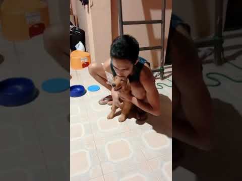 Attack! my T-Rex mode | Azra the Golden Retriever