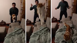 Cat loves to be thrown in the air
