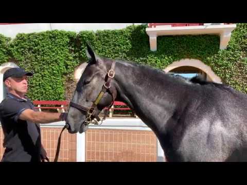 Breeze-Up Osarus 2020 - Lot 20