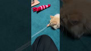 100均のネズミのおもちゃで遊ぶ猫# #猫初心者 #猫のいる生活