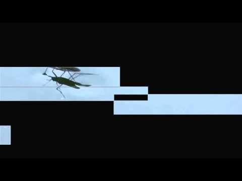 Thomas Bjerring -  Piona ( Tour De Traum IX )